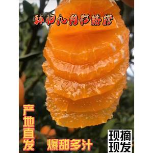九月红橙子官方旗舰店湖北秭归脐橙新鲜水果当季特产大果冻橙10斤