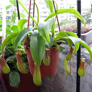 猪笼草室内花卉盆栽苗驱蚊香草捕蝇草捕苍蝇食虫植物绿植吊兰植物