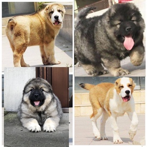中亚犬高加索