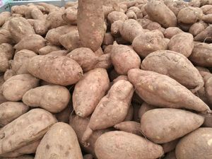 四川农特产助农新鲜现挖红薯黄心红心白心番薯地瓜5斤中大个香甜