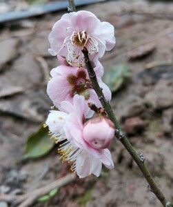 90xiongting629淘宝【湖西梅园】原生南京梅花山版别角晚水梅花扦插