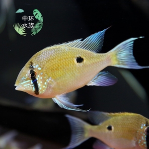 瓦瑞尼月亮宝石食土鲷 瓦瑞尼关刀鱼 南美进口热带观赏鱼活体