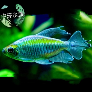 刚果美人 刚果霓虹灯鱼活体 热带观赏淡水草缸脂鲤灯科小型群游鱼