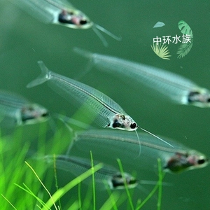 玻璃猫鱼 玻璃鱼 四须龙须猫幽灵鱼群游草缸淡水热带观赏鱼淡水族
