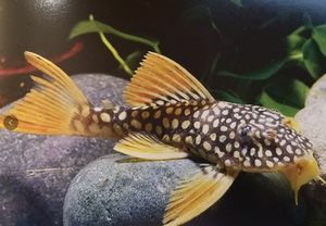 巴西进口l14黄金达摩 异形鱼l014南美异型清洁鱼观赏淡水活体水族