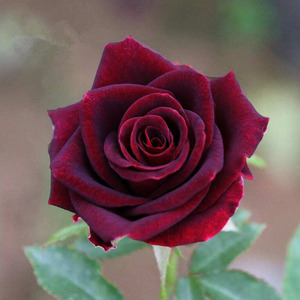 紫罗兰玫瑰花苗盆栽暗黑大花品种月季阳台庭院别墅观花绿植物花卉