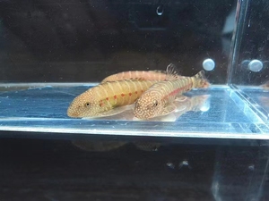 观赏鱼原生鱼冷水鱼不加温  红钻原吸鳅 爬鳅现货淡水