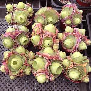 【一物一拍】仙桃群玫瑰 多肉植物 群生肉云南夏季出状态多肉系列