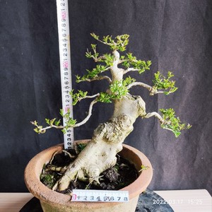 新上实拍对节白蜡精品熟桩老桩盆景庭院阳台办公室绿植盆栽白腊2