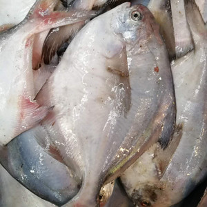 威海本地新鲜野生海捕银鲳鱼 规格齐全 平鱼 镜鱼 扁鱼 海鲜海产