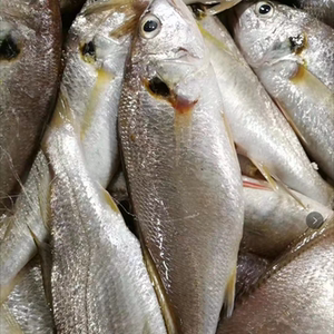 新鲜威海本地野生海捕白米鱼 多种规格海鲜海产品