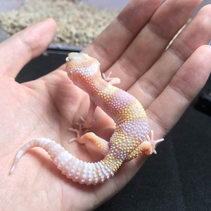 鬃狮蜥蜴活红眼暴龙守宫细皮瘤尾叶尾肥尾守宫蜥蜴活的不咬人活体