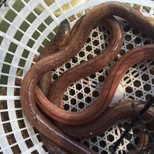 土龙500g 闽南药膳骨鳗蛇鳗 深海鳗鱼活冻活体海鲜厦门岐海园商贸