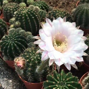 实生超大彩草仙人球室内阳台防辐射绿植含盆带土栽好包邮