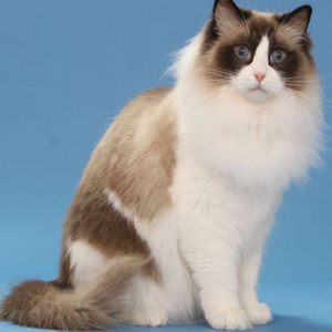 布偶猫蓝眼长毛