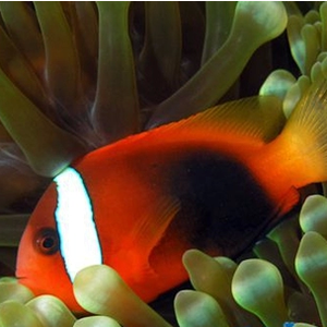 透红小丑 番茄小丑 金透红红小丑 活体海水鱼 小丑鱼 必拍包装