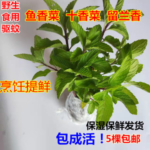 重庆鱼香菜苗河南十香菜苗留兰香狗肉香鱼肉凉拌提鲜香料5棵包邮