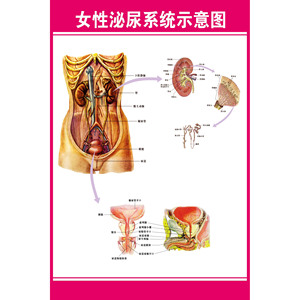 女性泌尿系统图男女泌尿生殖器解剖图 医学人体生殖系统解剖挂图