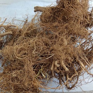 野生黄菊花根干品 野山菊根农家自挖500克自然晒干 实拍