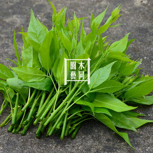 苦刺心 白簕菜 三叶五加皮 野菜 中草药材植物盆栽 好养包活