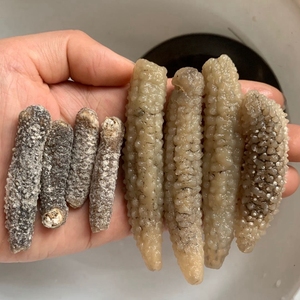 印尼野生小刺参产地去皮白刺参黄肉海参黄金刺王煲汤滋补食材包邮