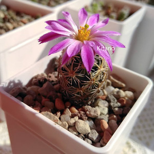 紫王子escobaria minima 仙人球稀有松球属白刺红花大颗进口收藏