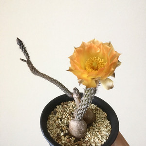 北野植物馆黑龙团扇块根 大黄花稀有品种团扇仙人掌 多肉植物盆栽