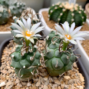 升龙丸实生娇丽属仙人球 稀有狂刺开花不扎手仙人掌桌面小盆栽