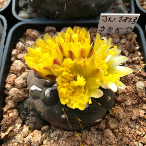 蜥蜴皮仙人球稀有龙爪球属无刺 好养易开花多肉植物盆栽