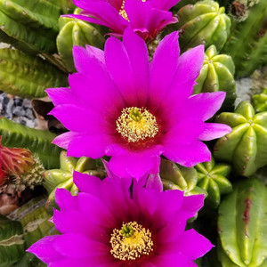 紫翠虾实生 鹿角柱属开花仙人球仙人柱多肉植物仙人掌盆栽