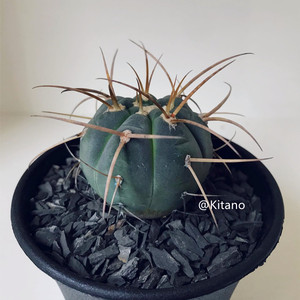 光琳玉仙人球强刺长刺裸萼属多肉植物实生稀有小贵货办公室绿植