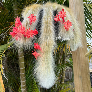 九尾狐猴柱仙人球多肉植物垂吊型仙人柱软毛创意开花绿植花卉