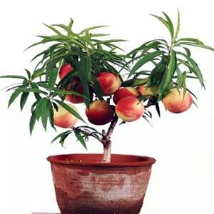 盆栽矮化桃树苗当年结果中华寿桃水蜜桃南方北方种植抗寒耐高温树