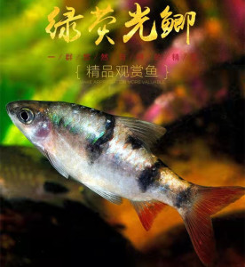 红尾绿荧光鲫鱼印尼进口热带鱼观赏鱼大帆熊猫鲫黑宝石鲫活体冷水