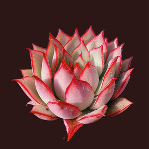 宝莲灯多肉 新品杂交韩货进口稀有品种多肉植物 盆栽绿植花卉