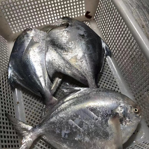 鲳鱼 宁波象山石浦东海当天海捕新鲜银鲳鱼 鳊鱼 8两-1斤_阿里巴巴找