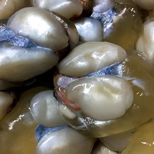 野生带膏墨鱼蛋  宁波象山石浦东海大个乌贼蛋 目鱼蛋 墨鱼蛋