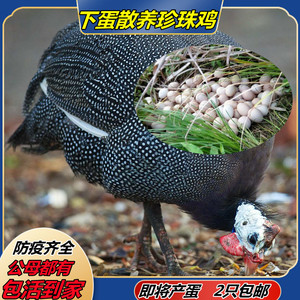 田园珍珠鸡活体成年下蛋珍珠鸡散养母鸡珍珠棉鸡活体下蛋鸡土鸡