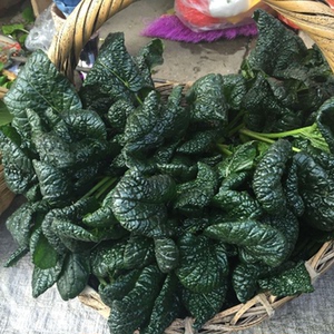 不要拍 天热下市了宝应核桃乌 黑菜 黑青菜 新鲜 塌塌菜 散装