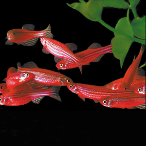 满天星鱼活体灯鱼热带观赏淡水鱼白云金丝黄化耐寒红蓝斑马鱼群游