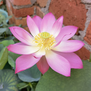 秦淮彩灯   碗莲  荷花  清风莲韵  种藕 盆栽阳台庭院楼顶水生花