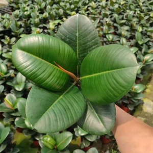 绿金刚橡皮树盆栽大棵客厅室内外大叶绿叶植物四季常青净化空气
