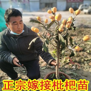 枇杷苗大五星枇杷盆栽地栽树南北方种植当年结果嫁接白沙枇杷树苗