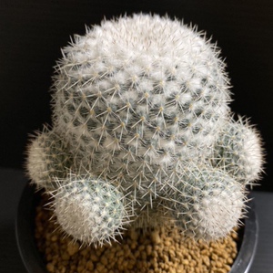 仙妍园艺 敷岛 乳突球属 实生进口稀有开花  一物一拍精品仙人球