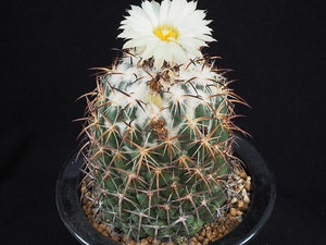 仙妍园艺 母本级大钢钉 顶花球属 实生进口稀有开花精品仙人球