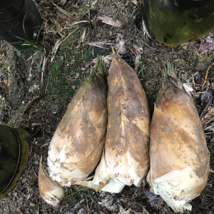 新鲜楠竹笋子正宗野生黄泥笋湖北特产现挖春笋带壳毛笋大笋非冬笋