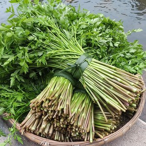 野芹菜小叶新鲜