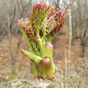 刺嫩芽野生包邮新鲜