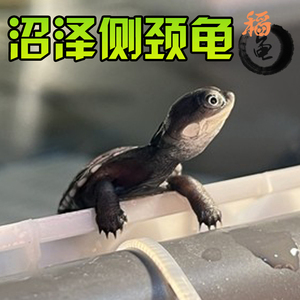 沼泽龟苗活体西非龟活体沼泽苗沼泽侧颈龟玩具圆澳深水吃鱼粪龟