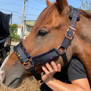 金属大扣牵马/调教笼头 加厚防磨马笼头大马头套
